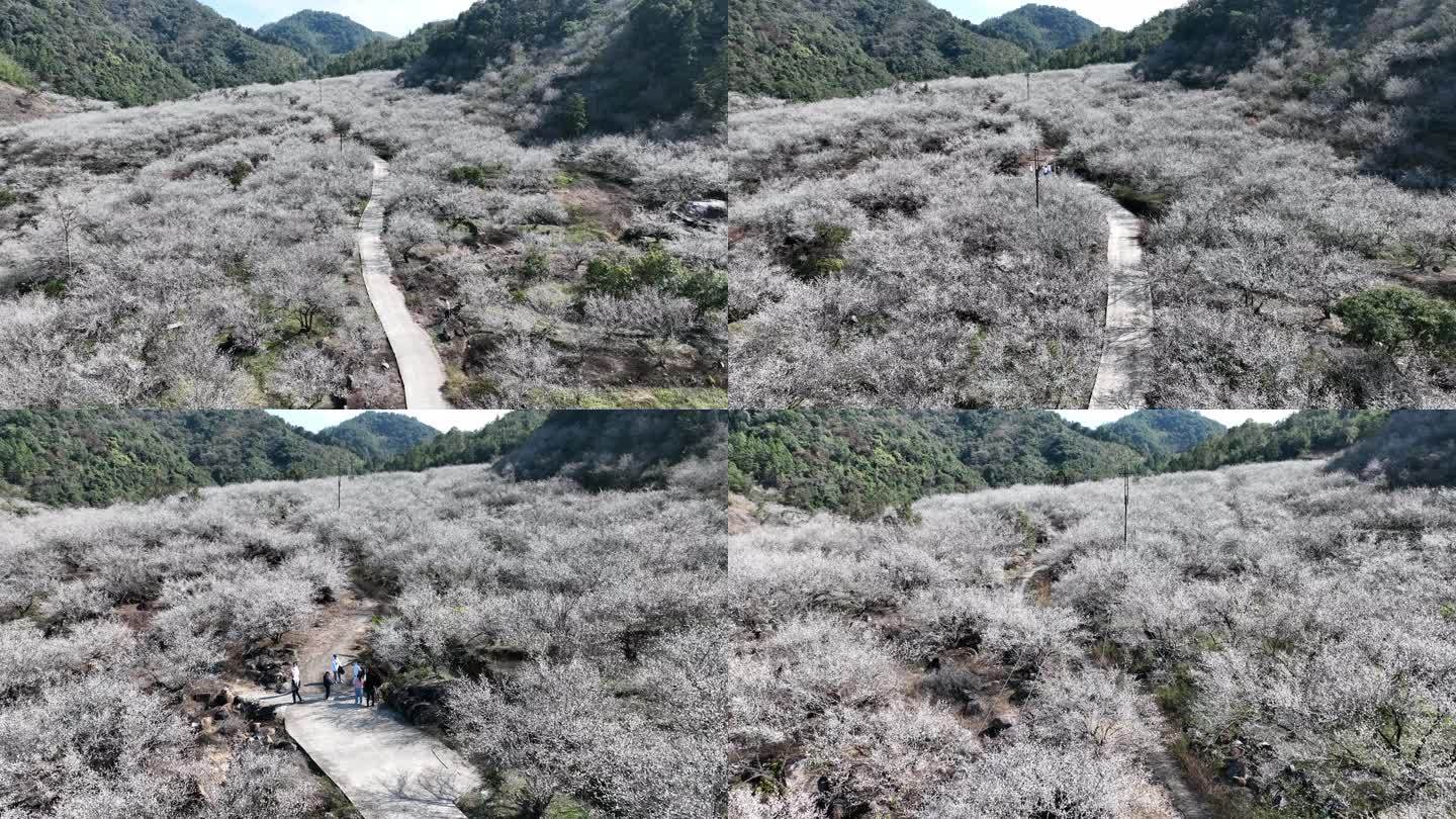 腊梅 乡村振兴 梅花盛开 航拍乡村 农村