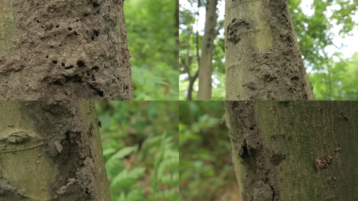 C树干蚂蚁高清实拍视频