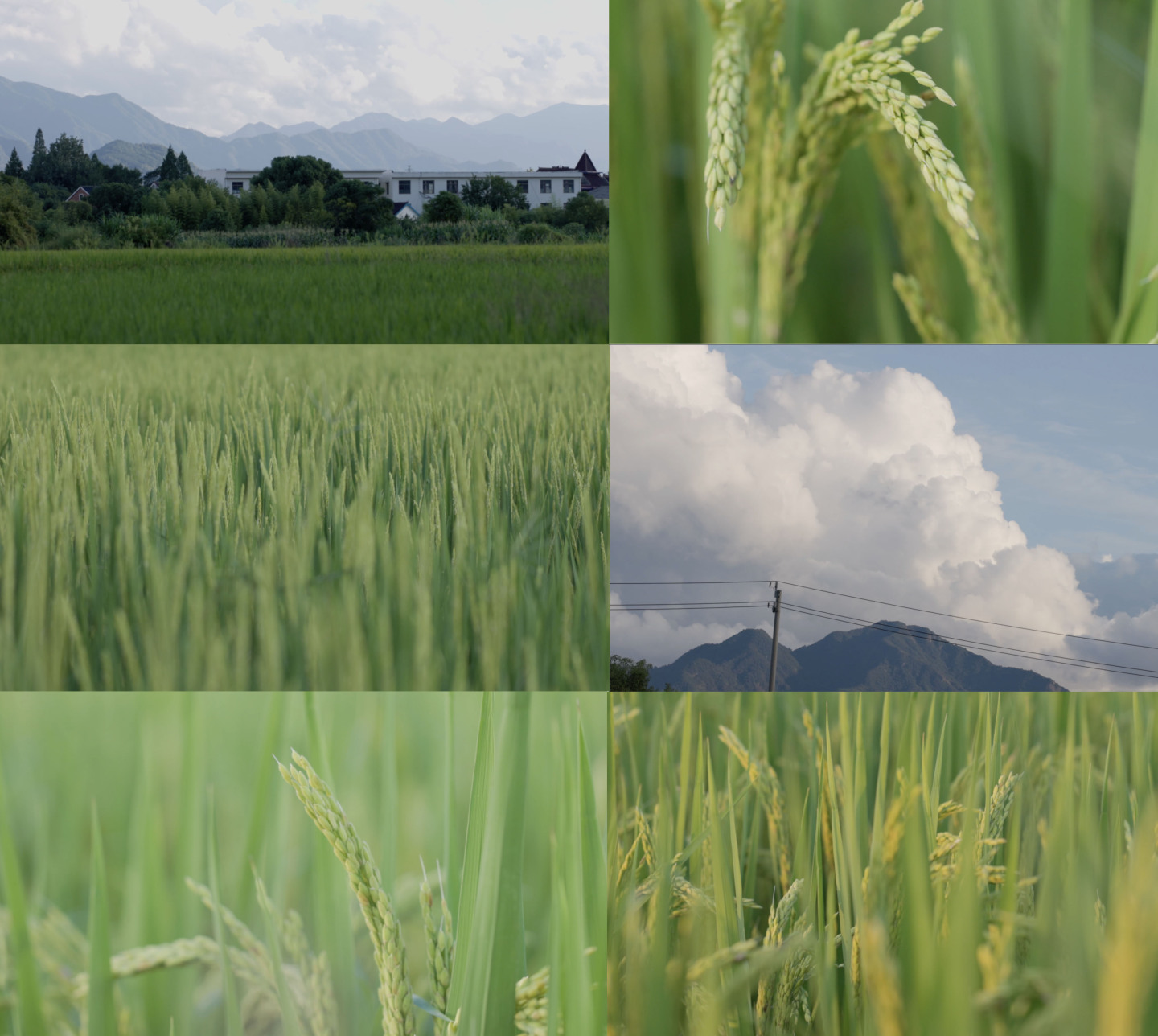 美丽乡村绿色稻田