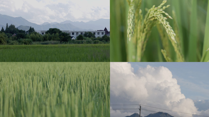 美丽乡村绿色稻田