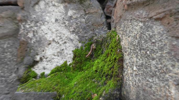 潮湿青苔潮虫