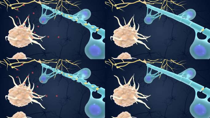 郎飞结 突触 神经胶质细胞 医学3D动画