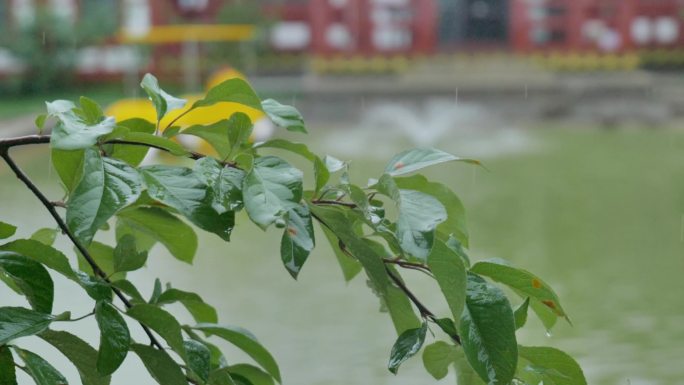 春天 春雨 谷雨 清明 雨水 下雨空镜