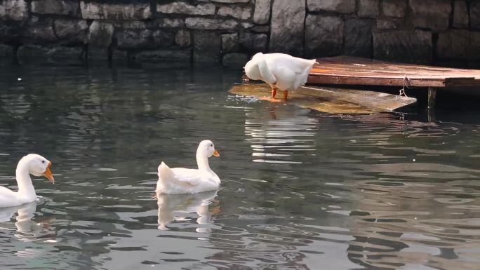 鸭在水中游