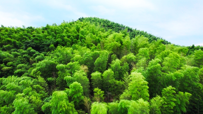 唯美的竹山，飞掠竹海