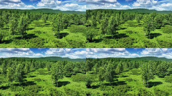 航拍户外绿色生态环境森林草地风景