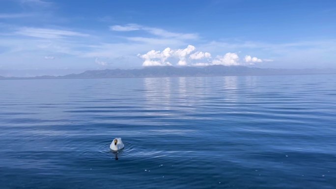 赛里木湖中的天鹅