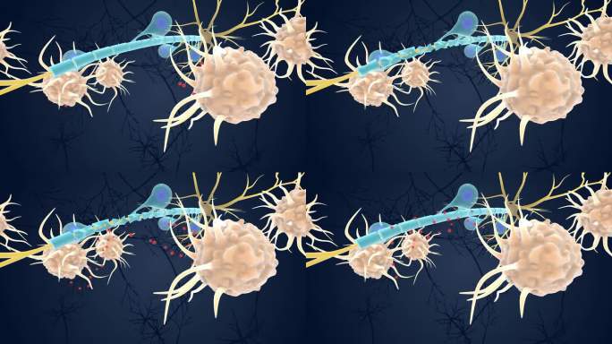 神经元 免疫系统 神经系统 展示3D动画