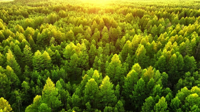 森林阳光自然风景生态环境