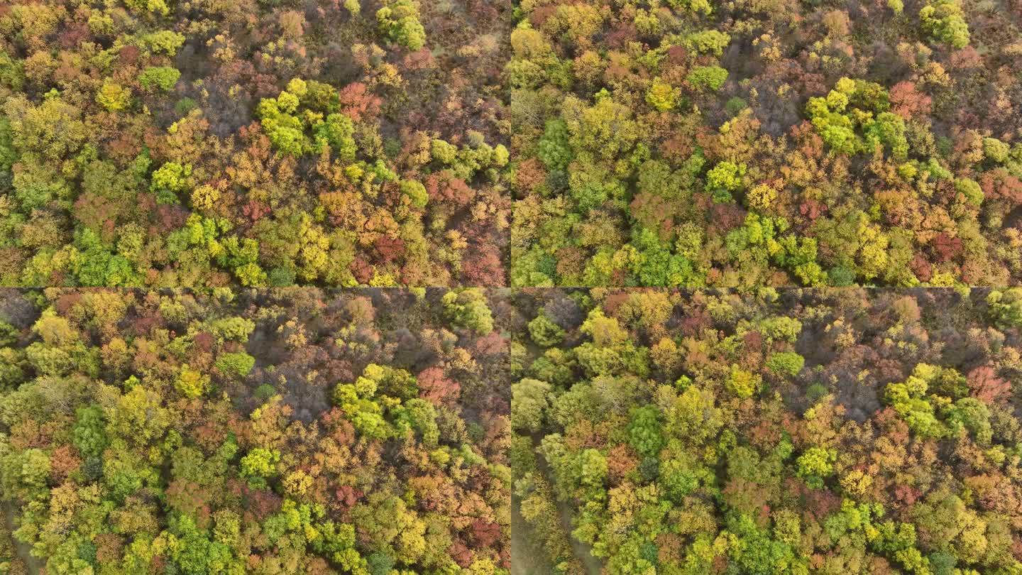 航拍秋季多彩的树林