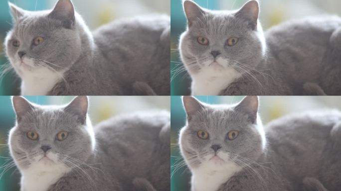 一只可爱的灰色英国短毛猫
