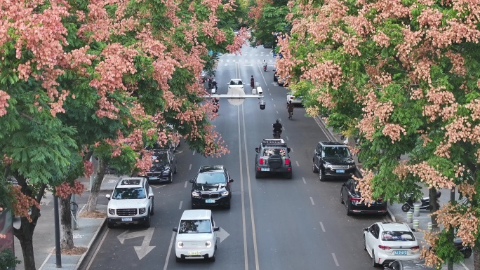 航拍道路两旁的栾树栾花