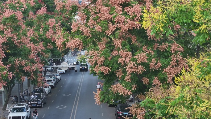 航拍道路两旁的栾树栾花花