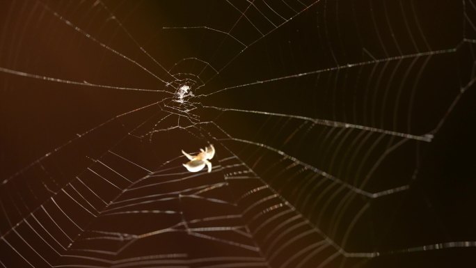 蜘蛛网 蜘蛛织网