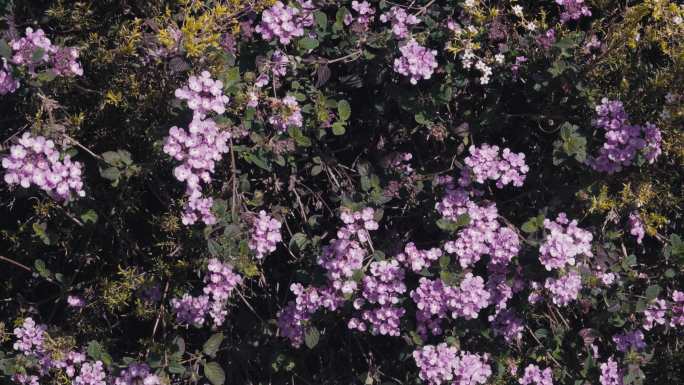 实拍菊花山茶花鼠尾草炮仗花毛泡桐特写