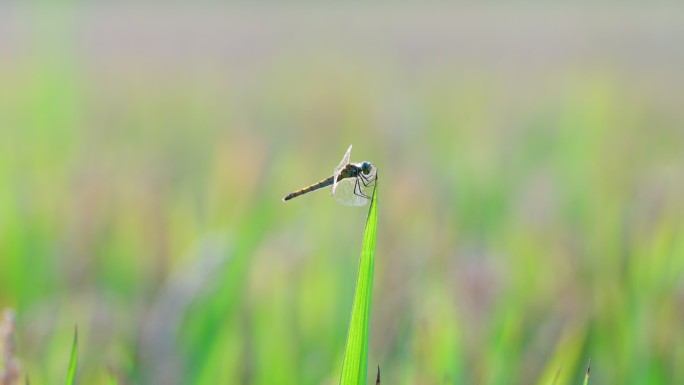 蜻蜓落在水稻叶子上，4K升格