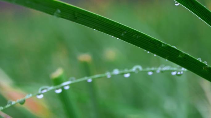 下雨天 草丛