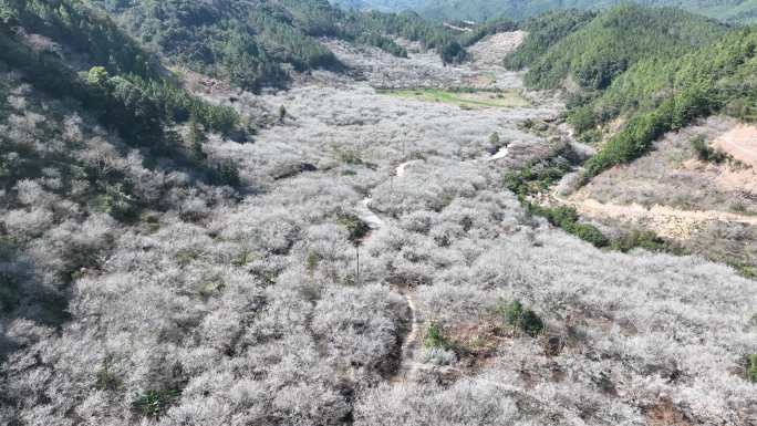 腊梅 乡村振兴 梅花盛开 航拍乡村 农村