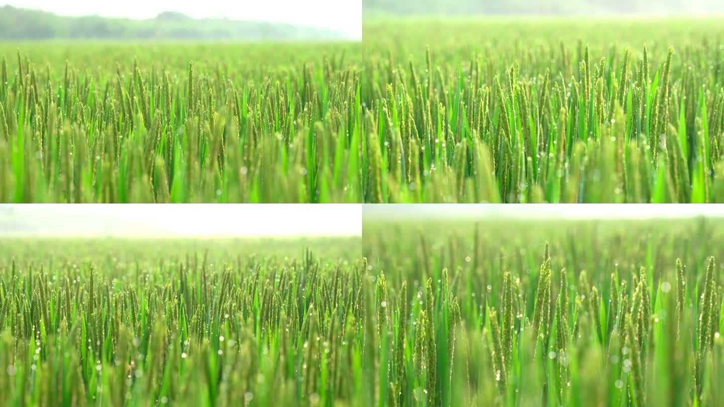 水稻稻穗稻谷