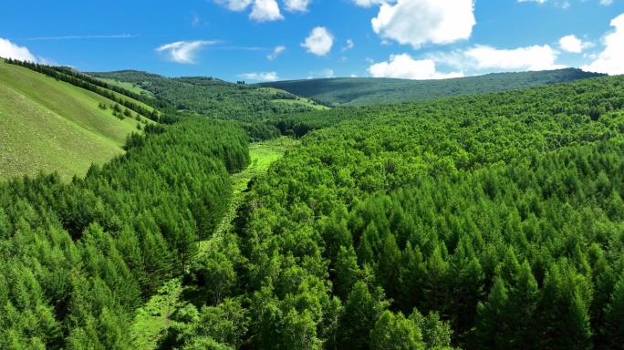 自然风景绿色森林