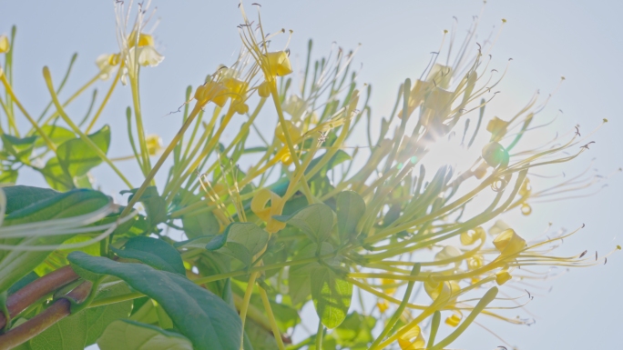 金银花特写镜头