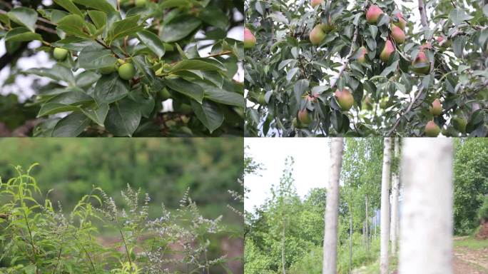 山东中部山区植物硕果泰安山区植物山区延时