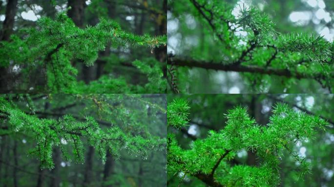 下雨天的原始森林