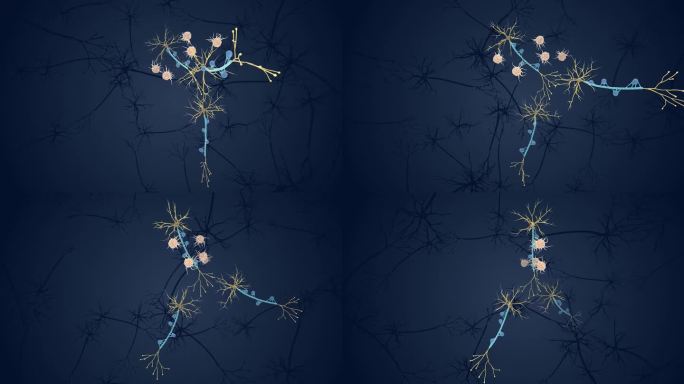 郎飞结 突触 神经胶质细胞 医学3D动画