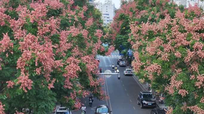 航拍道路两旁的栾树栾花