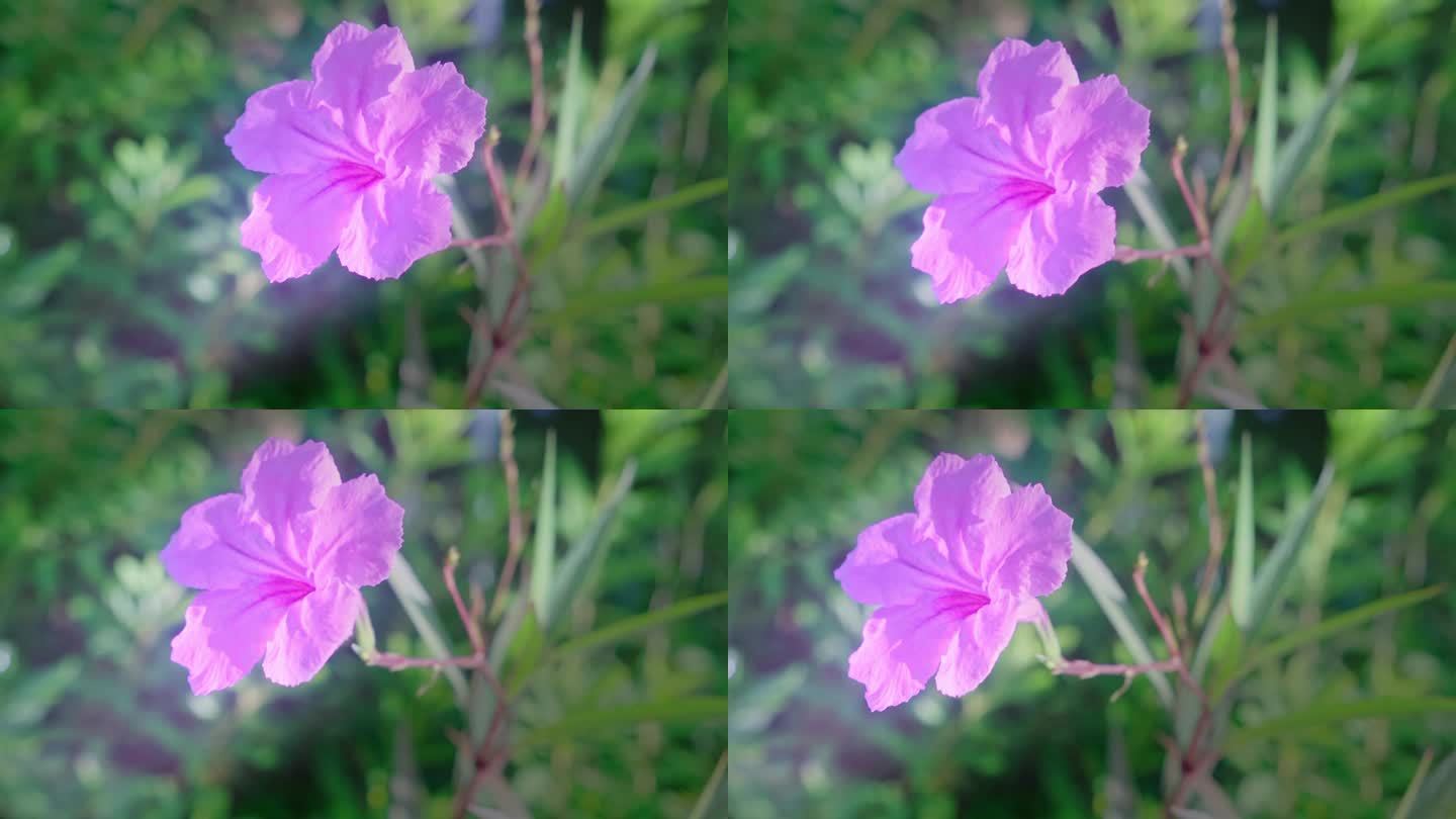紫色喇叭花唯美空镜