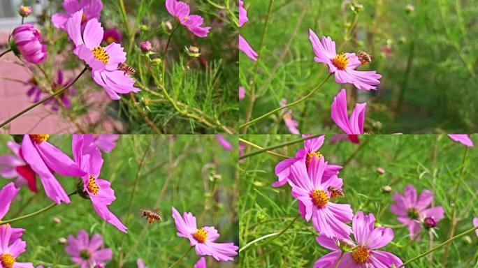 蜜蜂采花 高原格桑花 慢动作