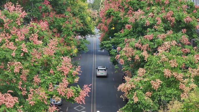 航拍道路两旁的栾树栾花