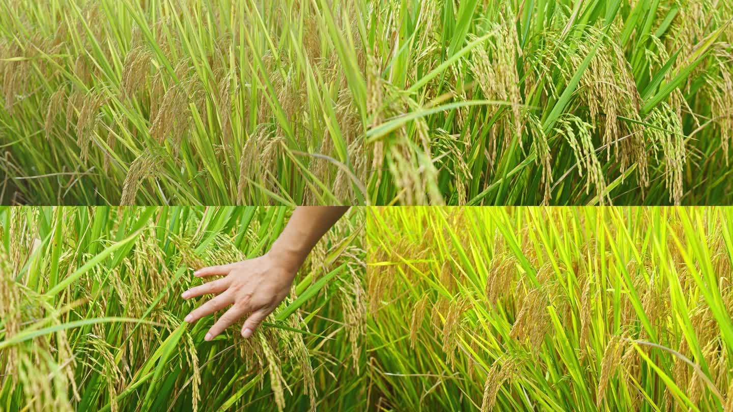 用手抚摸水稻稻穗