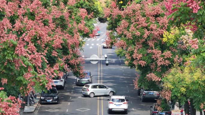 航拍道路两旁的栾树栾花