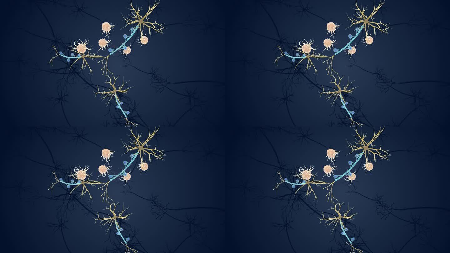 神经元 免疫系统 神经系统 展示3D动画