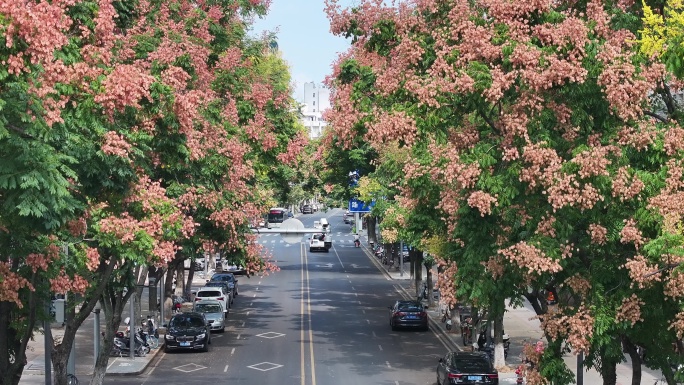 航拍道路两旁的栾树栾花