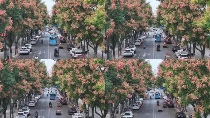 航拍道路两旁的栾树栾花