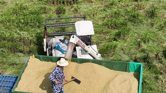 稻田  秋收 自动化