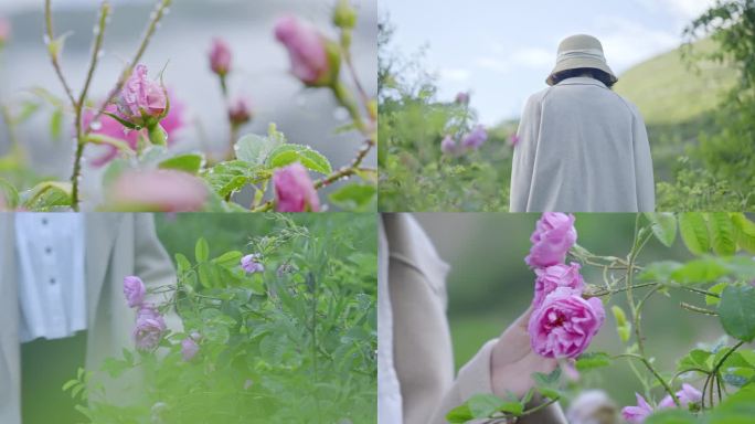 美女玫瑰园摘花