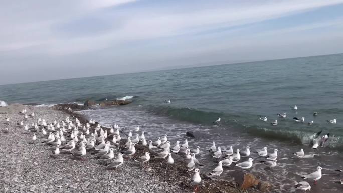 青海湖边的海鸥