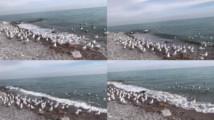 青海湖边的海鸥