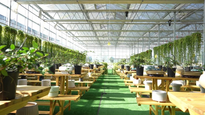 园艺公司农业大棚盆栽植物