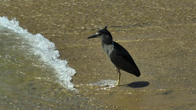 水边水滩河滩的夜鹭水鸟