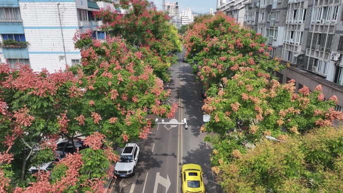 航拍道路两旁的栾树栾花