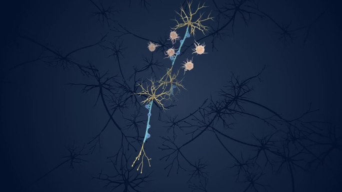 神经组织 神经医学动画 医疗 3D动画