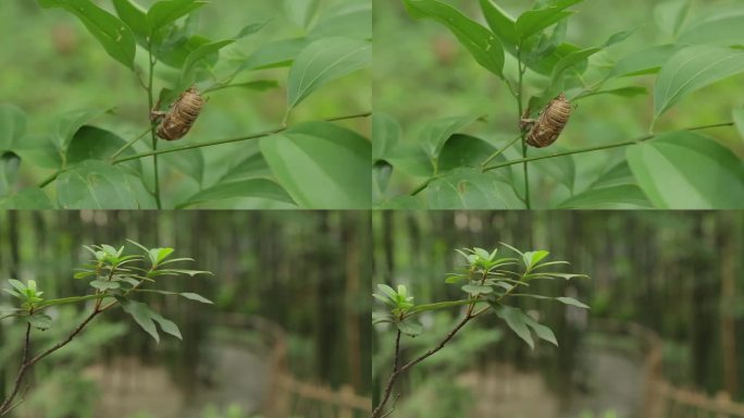 C蝉蜕高清实拍视频