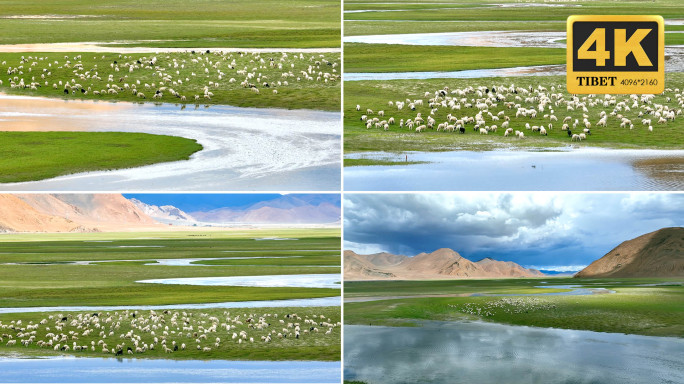 西藏羊群 河流素材