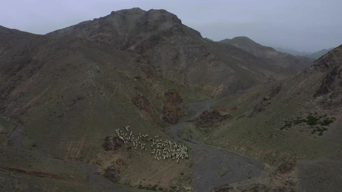 山里的羊群
