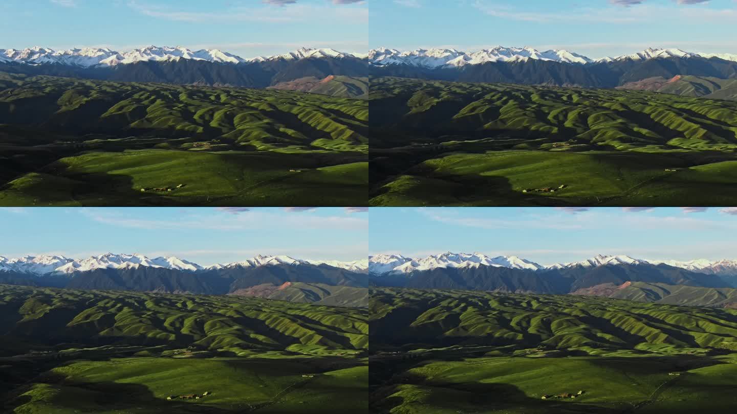 前景高山草甸远景雪山