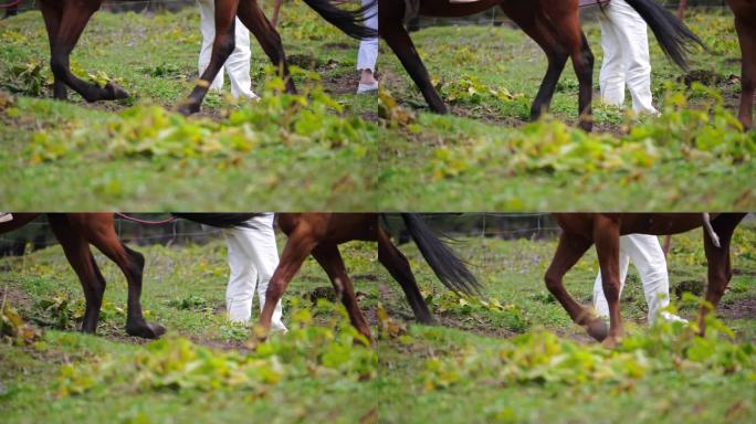 马脚步 新疆 夏塔 马 下马 骑马 赶路